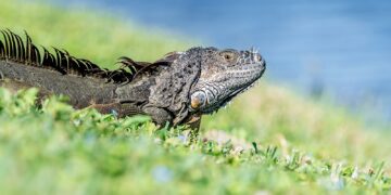 an iguana in the grass near a body of water